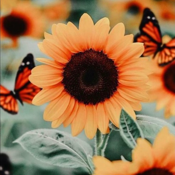 Meet your Posher, Stephanie - Picture 1 of 1